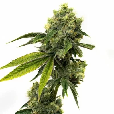 Strawberry Kush Seeds