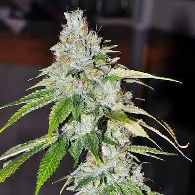 SFV OG Kush Seeds