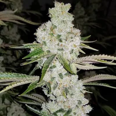 Cluster Funk Seeds