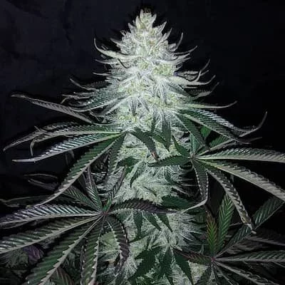 Super Silver Hashplant Seeds