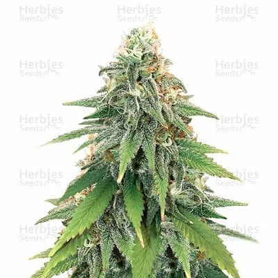 Godzilla Glue #4 Seeds