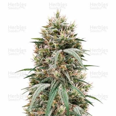 Blueberry Hill Seeds