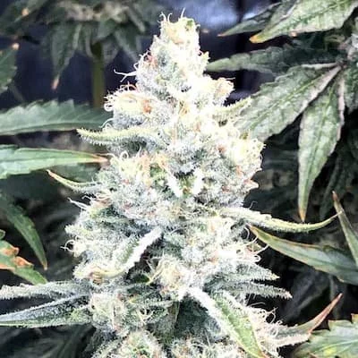 Cookie Dawg Seeds