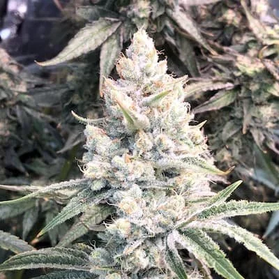 Super Silver Haze Seeds