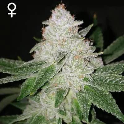 Dubble Cookies Seeds