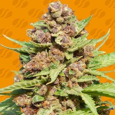 Purple Punch Cookies Seeds