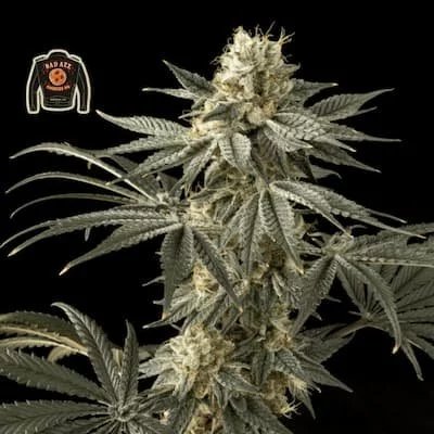 Badazz Cookies OG Feminised Seeds