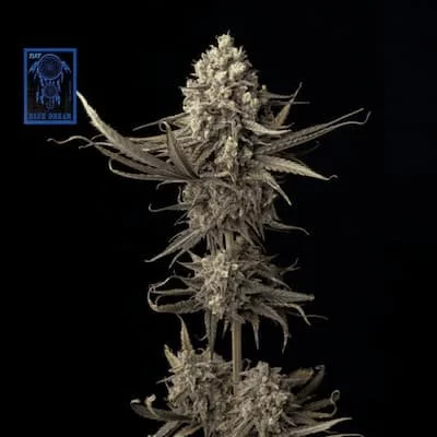 Blue Dream Feminised Seeds