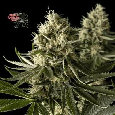 Bruce Banger FAST Feminised Seeds