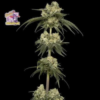 Bubba Cheesecake Feminised Seeds