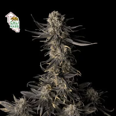 Cali Critical Mass Feminised Seeds