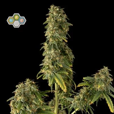 CBG Relief Auto Feminised Seeds