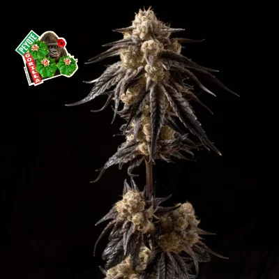 Peyote Gorilla Feminised Seeds