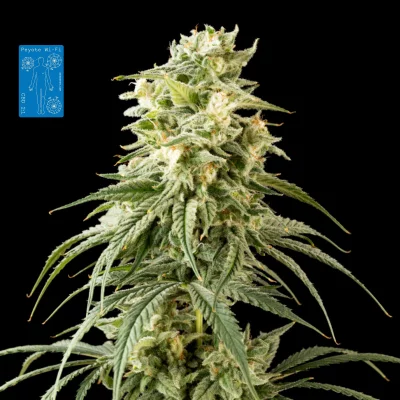 Peyote Wi-Fi CBD 2:1 Feminised Seeds