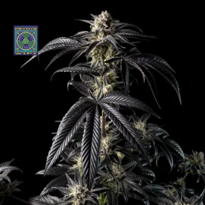 Peyote Wi-Fi Feminised Seeds