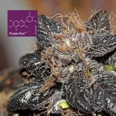 Purple Bud Regular Seeds