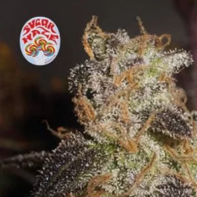 Sugar Haze Regular Seeds