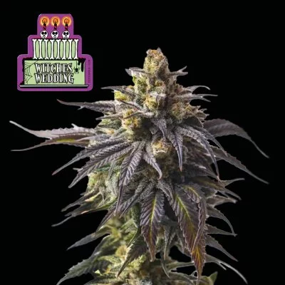 Witches Wedding Ltd. Edition Feminised Seeds