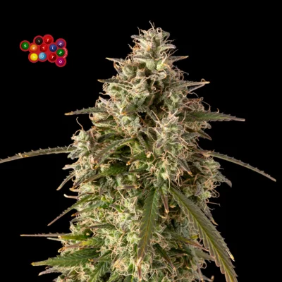 Zkittlez Auto Feminised Seeds