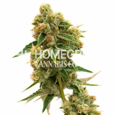 Chocolate Orange Feminized Seeds