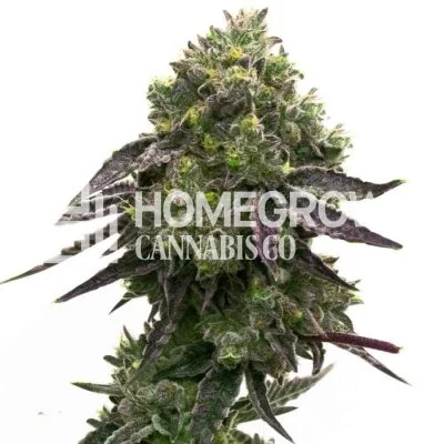 Blue Quartz Feminized Seeds