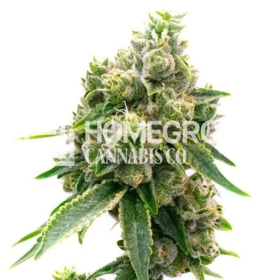 Baked Apple Feminized Seeds