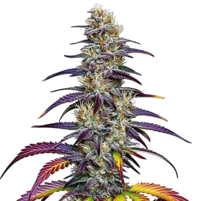 Blue Dream