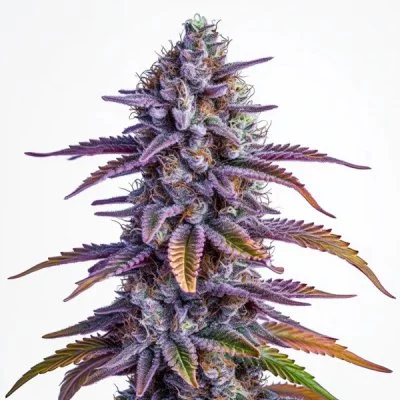 Glookies Auto