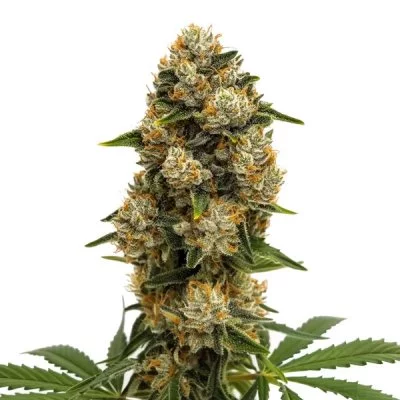 Durban Poison Auto