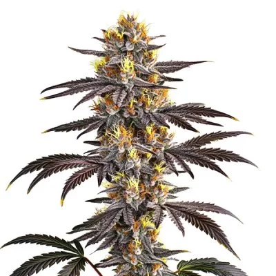 Gelato