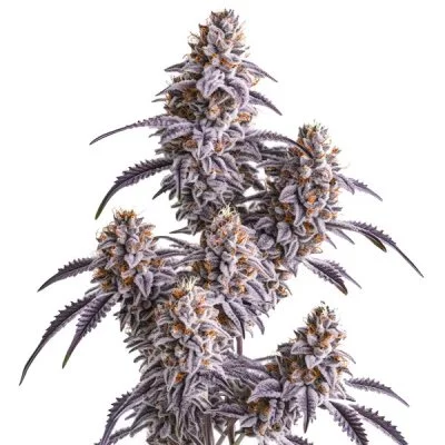 Slurricane