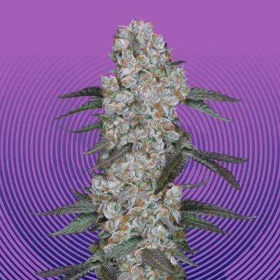 Super Boof Seeds