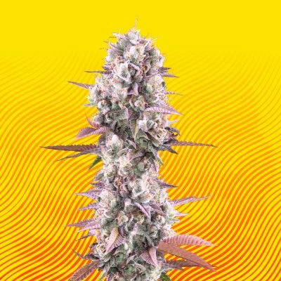 Lemon Cherry Runtz Seeds