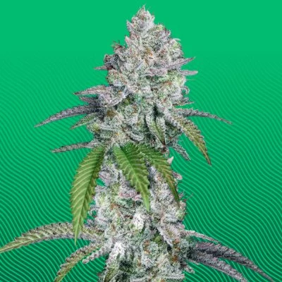 Slurricane Seeds