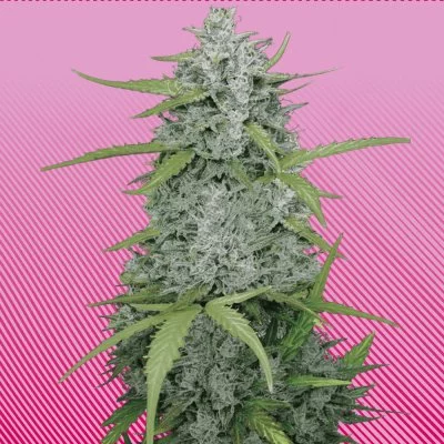 Juicy Pussy Auto