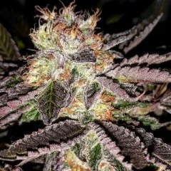 Strawberry Cookies Seeds