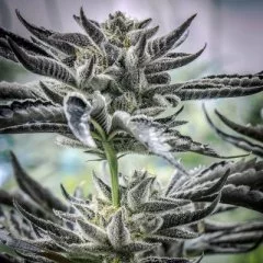 Girl Scout Jones Seeds