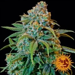 Liberty Haze Seeds