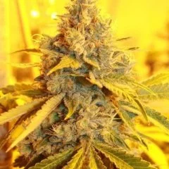 Cheese Dog Haze Seeds