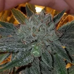 Dead Chem Head Seeds