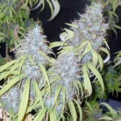 Haze Freak Seeds