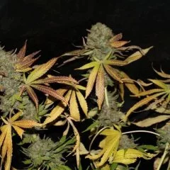 Rainbow Jones Haze Seeds