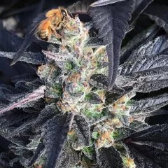 Giesel Cookies Seeds