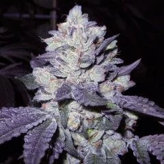 Bubba Cookies Seeds