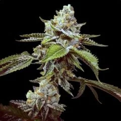 LA Kush Cookies Seeds