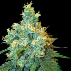 Jack Herer Seeds