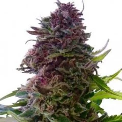 Granddaddy Purple Seeds