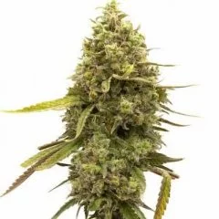 Kyle's Cherry AK Feminized Seeds