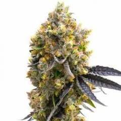 Kyle's Sweet Island Seeds