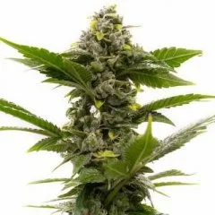 Candy Kush Seeds
